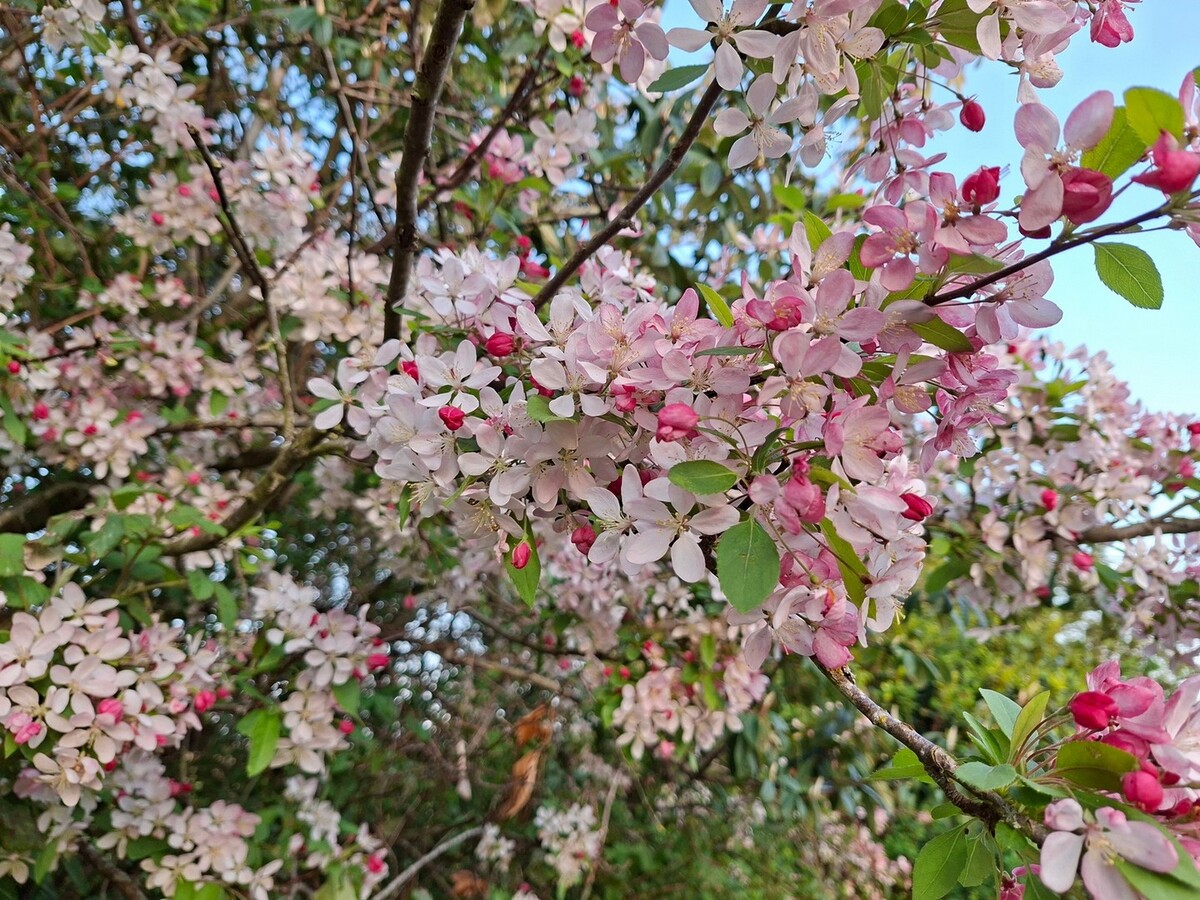 Tree Blossom